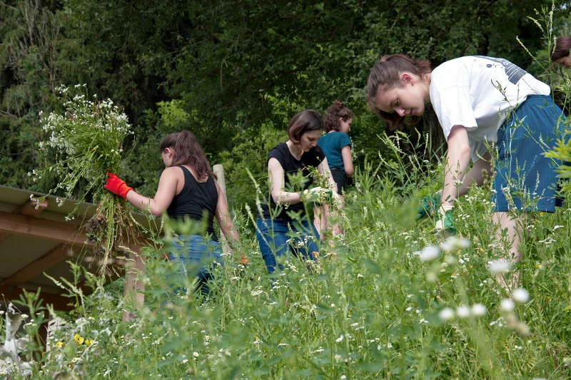 Vier Frauen die auf einer Wiese Neophyten ausreissen