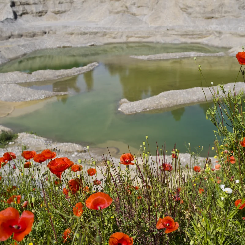 Roter Klatschmohn mit einem Weiher im Hintergrund