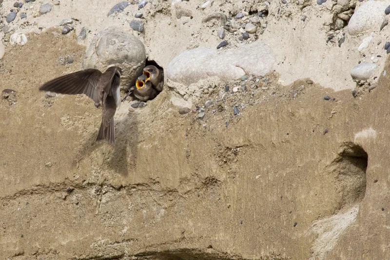 Uferschwalben in einer Kieswand