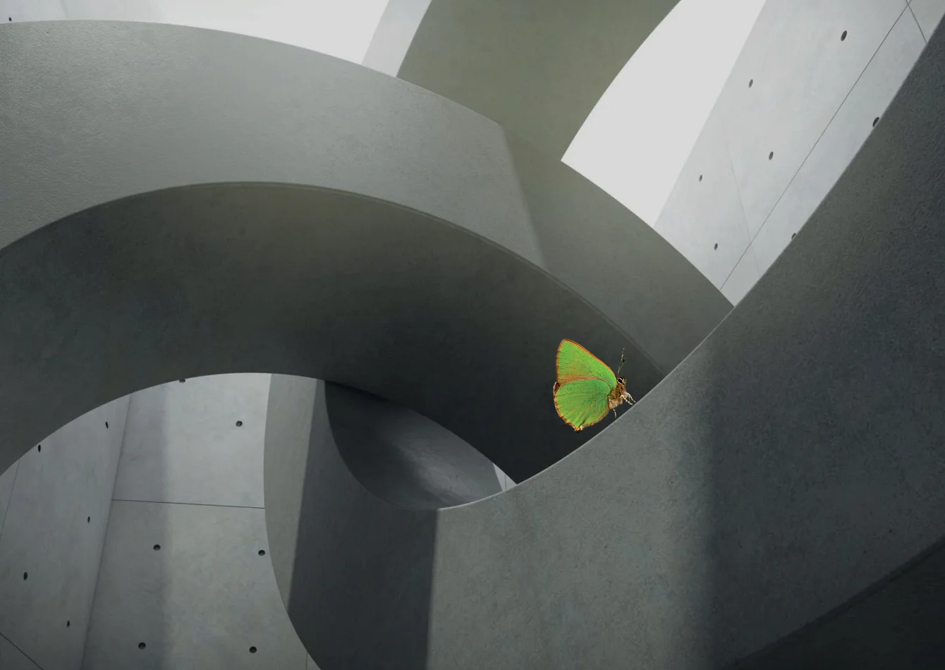 Ein grüner Schmetterling sitzt auf einem Betonelement. Die Sichtbetonelemente sind modern und geschwungen.